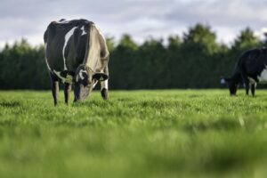 Cows in paddock